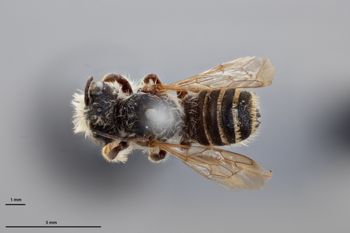 Media type: image;   Entomology 15729 Aspect: habitus dorsal view